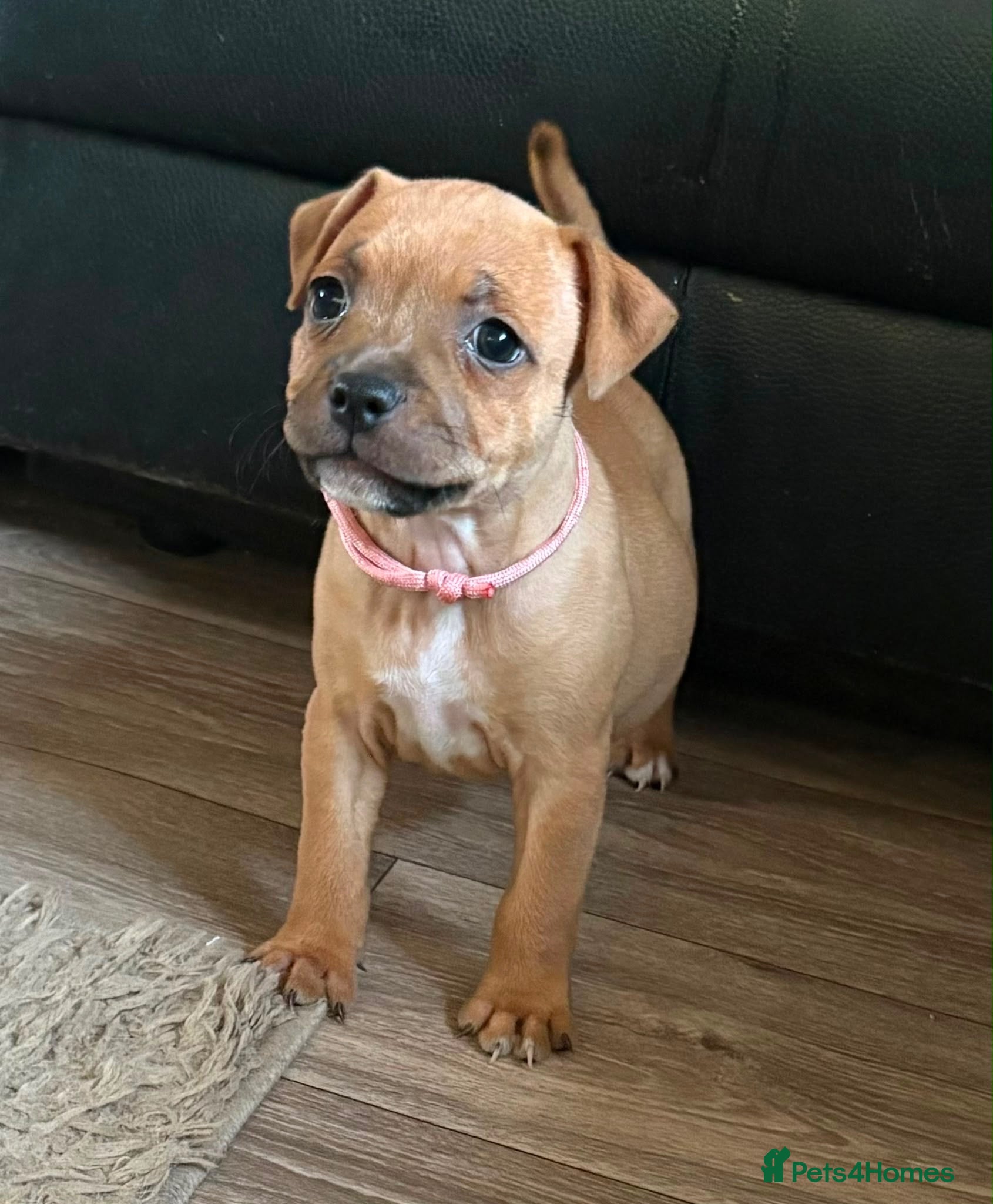 Staffordshire Bull Terrier dogs KC Red Staffordshire Bull Terriers ❤️❤️🏆🩸 - Advert 17