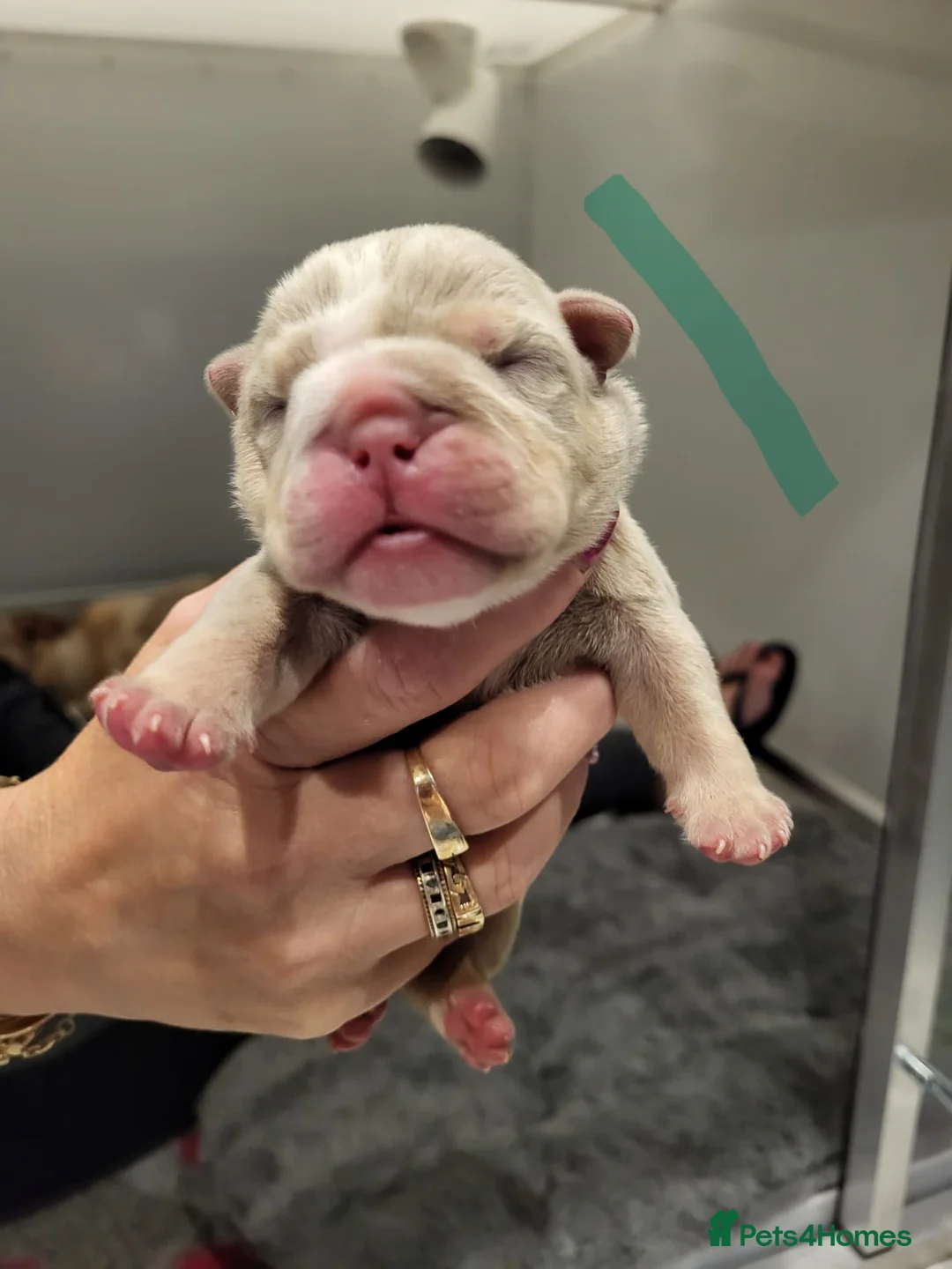 English Bulldog dogs for stud: Dog for stud in Dagenham - Advert 7