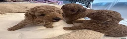 Toy Poodle dogs for sale: Gorgeous Toy Poodle Looking for Their Forever Home - Advert 19