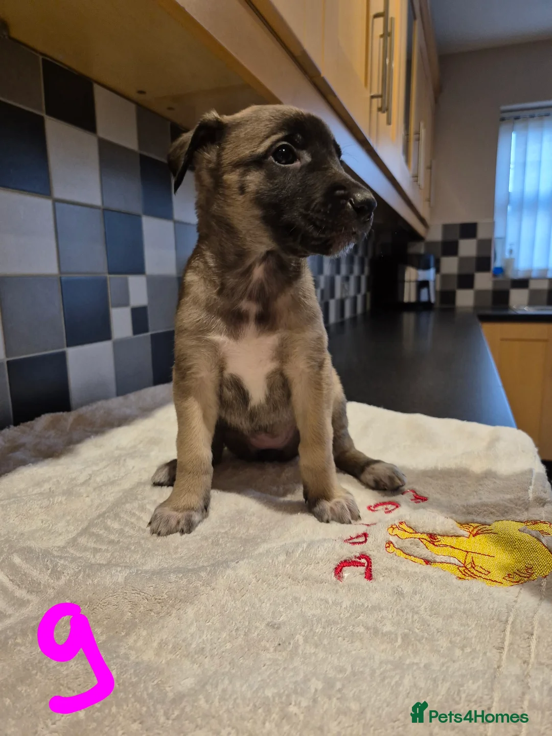 Mixed Breed dogs for sale: Saluki bull greyhound × Belgium malinois  - Advert 2