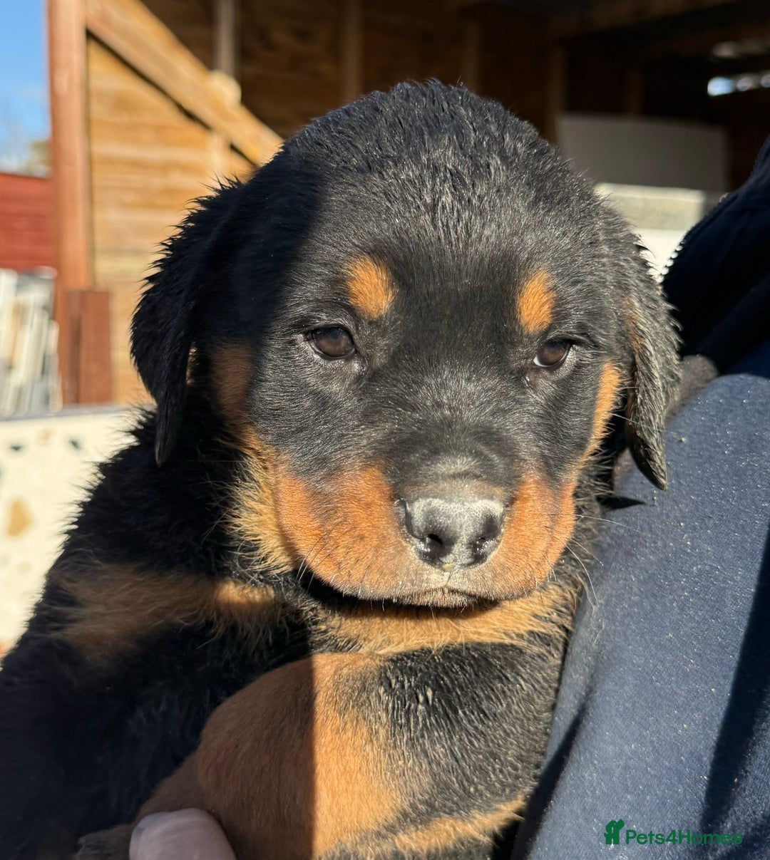 Rottweiler dogs for sale: Stunning chunky Rottweiler puppies - Image 26