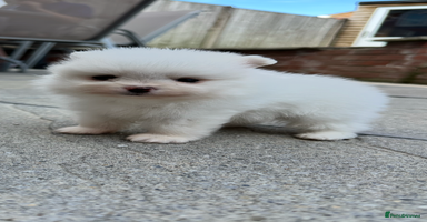 Pomeranian dogs - Advert 5