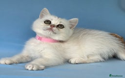 British Shorthair cats for sale: Stunning British shorthair kittens AN 12 GCCF  - Image 17