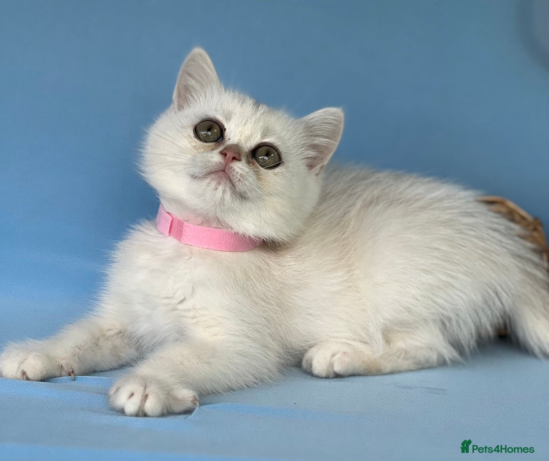 British Shorthair cats for sale: Stunning British shorthair kittens AN 12 GCCF  - Image 17