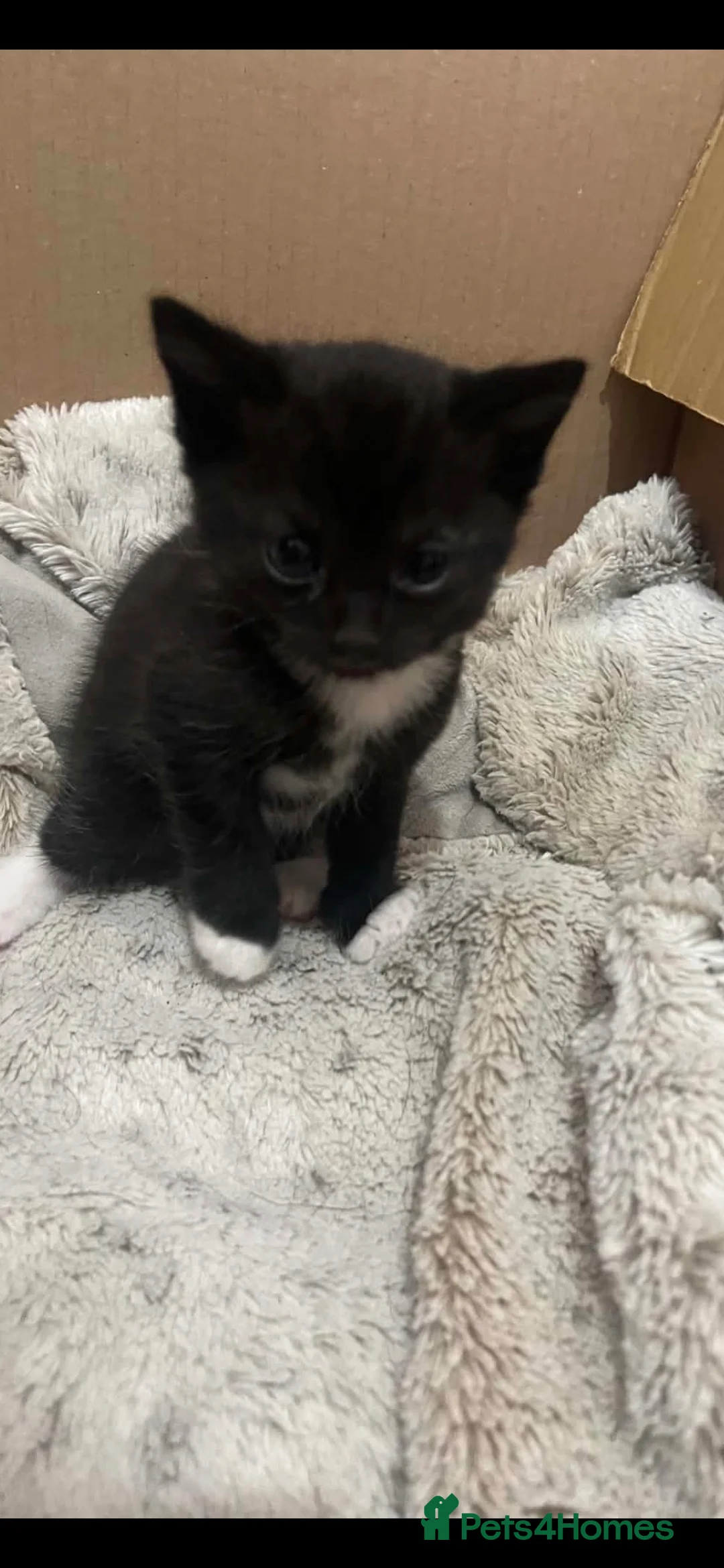 Mixed Breed cats for sale: 3 lovely kittens available - Advert 4