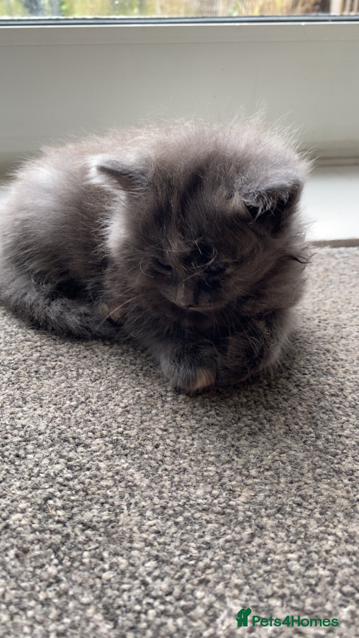 British Shorthair cats Kittens for sale  - Advert 7