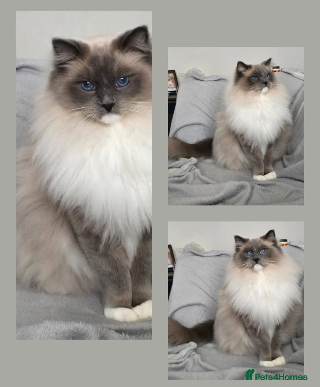 Ragdoll cats for sale: Beautiful purebreed Ragdoll kittens - Advert 16