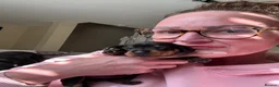 Dachshund dogs for sale: Talulahs and Theo’s 3 babies  - Advert 11