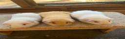 Guinea Pig rodents for sale: Sweet Short Haired Baby Guinea Pig Boars - Advert 3
