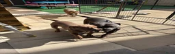 American Bully dogs for sale: American bullies  - Advert 9