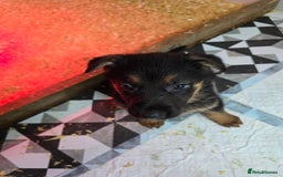 German Shepherd dogs for sale: Chunky German shepherd puppies for sale  - Advert 12