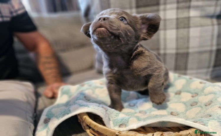 French Bulldog dogs - Advert 9