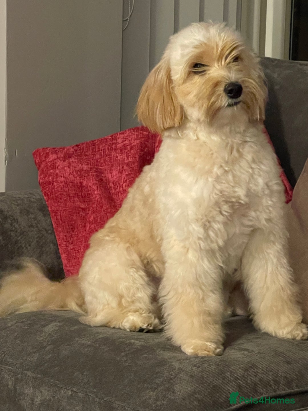 Cockapoo dogs for sale: F2Bb Cockapoo puppies  - Advert 4