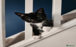Mixed Breed cats for sale: Loving male cat for rehoming - Image 5
