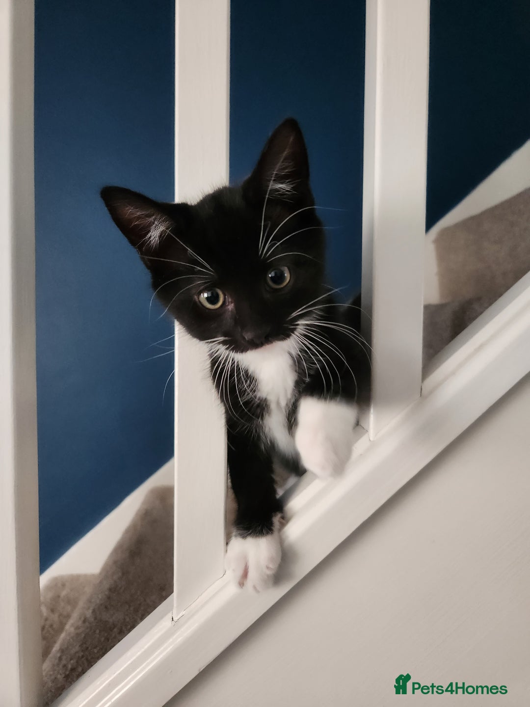 Mixed Breed cats for sale: Loving male cat for rehoming - Image 5
