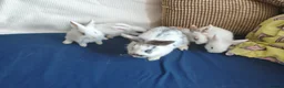 Mixed Breed rabbits for sale: CUTE FRIENDLY BUNNIES READY FOR FOREVER HOMES - Advert 26