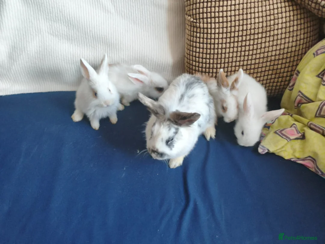 Mixed Breed rabbits for sale: CUTE FRIENDLY BUNNIES READY FOR FOREVER HOMES - Advert 26