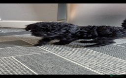 Toy Poodle dogs for sale: Toy Poodles  - Image 2