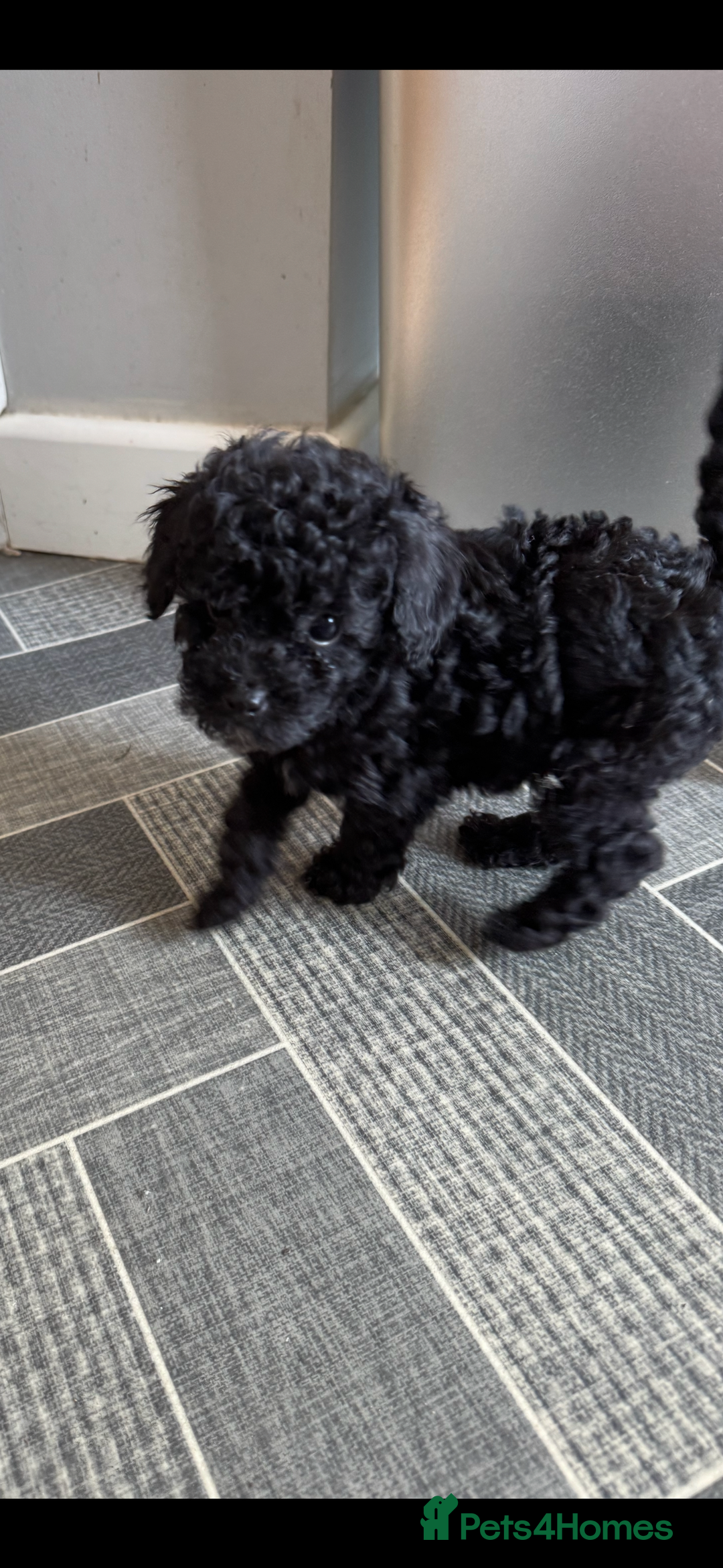 Toy Poodle dogs for sale: Toy Poodles  - Image 2