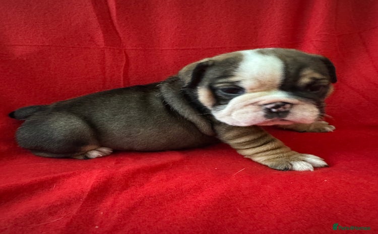 English Bulldog dogs - Advert 6