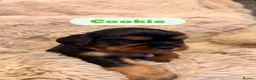 Cavalier King Charles Spaniel dogs for sale: 5 Beautiful Cavalier Puppies  in Stockport - Advert 13