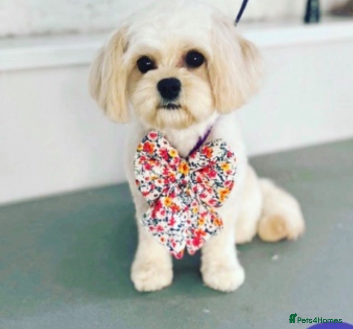Cavapoochon dogs DNA tested 🧸 Cavapoochon Puppies - Advert 3
