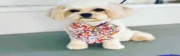 Cavapoochon dogs for sale: DNA tested 🧸 Cavapoochon Puppies - Advert 2