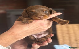 Miniature Dachshund dogs for sale: 🐾Beautiful KC Reg Miniature Dachshunds looking 🐾 - Image 7