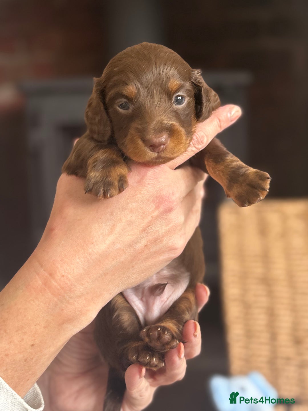 Miniature Dachshund dogs for sale: 🐾Beautiful KC Reg Miniature Dachshunds looking 🐾 - Image 7