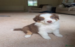 Australian Shepherd dogs for sale: 2 Female Australian Shepherd Puppies - Image 8