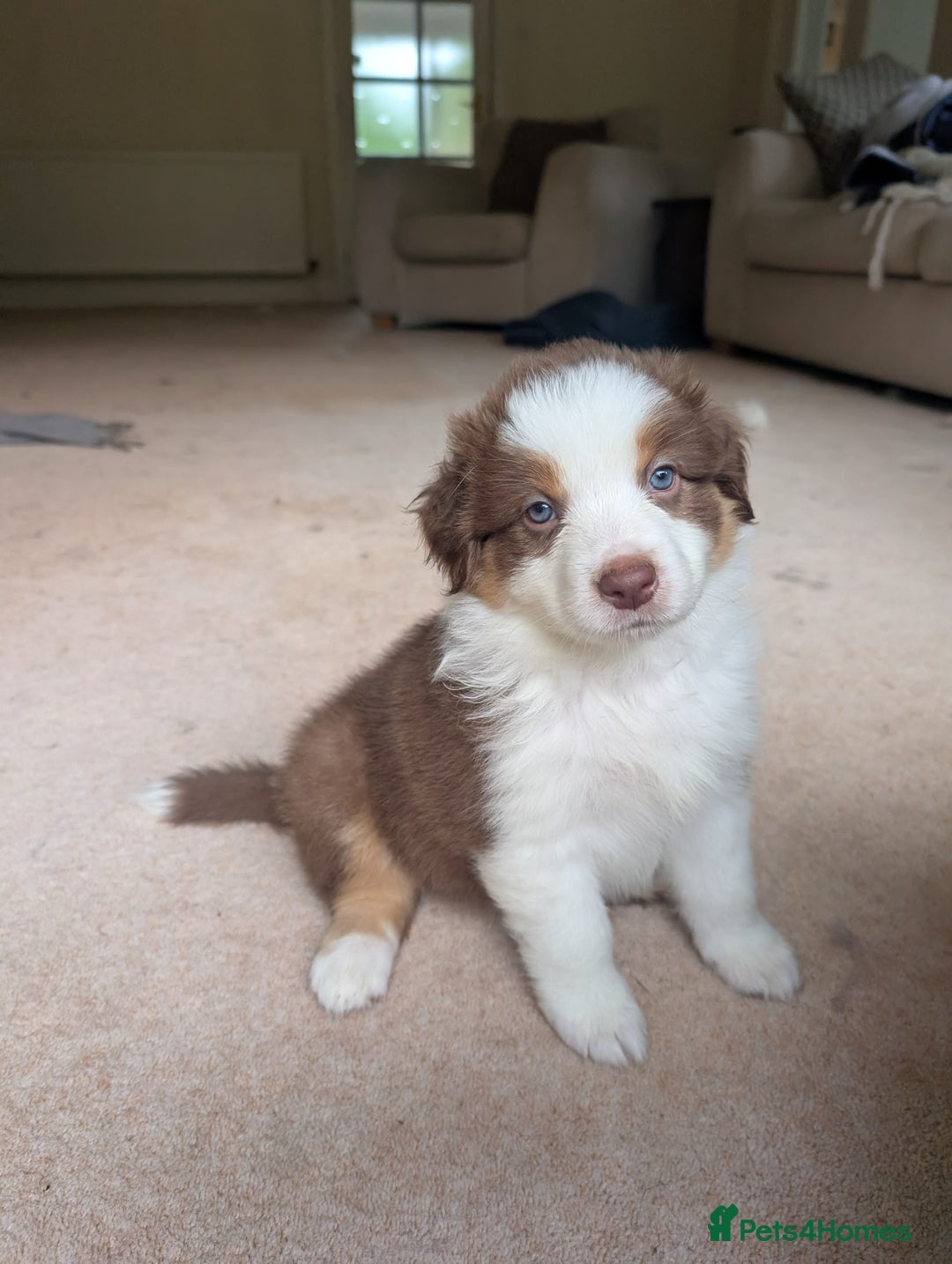 Australian Shepherd dogs for sale: 2 Female Australian Shepherd Puppies - Image 8