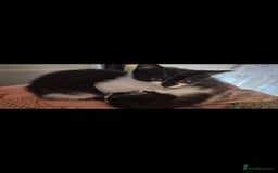 Mixed Breed cats for sale: Kittens ready now - Image 6