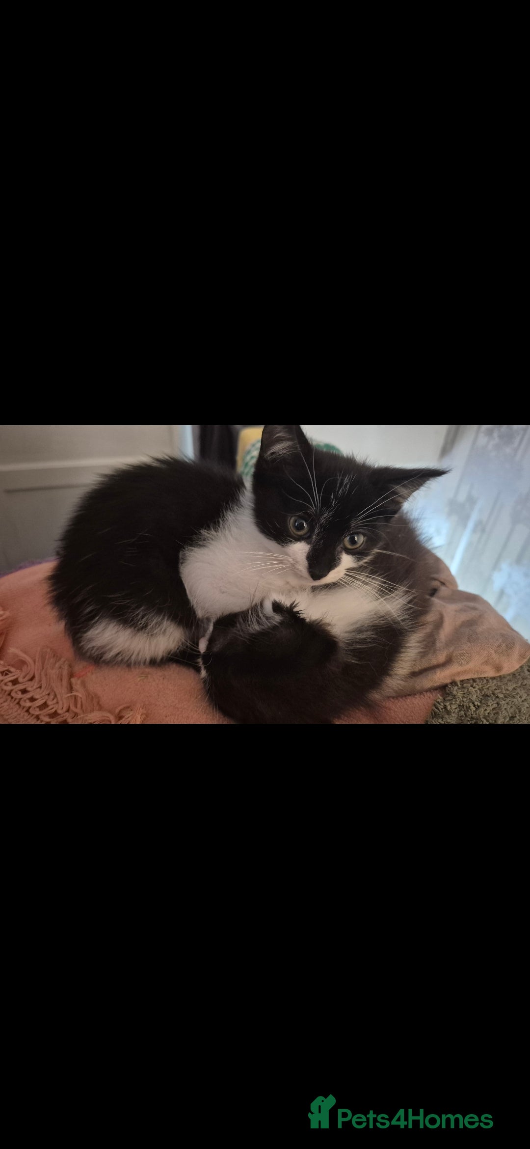 Mixed Breed cats for sale: Kittens ready now - Image 6