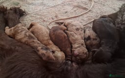 Cockapoo dogs for sale: Stunning F1BB cockapoos merles /phantoms/red ❤️ - Image 3