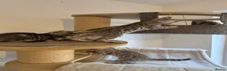 Bengal cats for sale: 🩶 Silver pure bengal kittens 🩶 - Advert 2