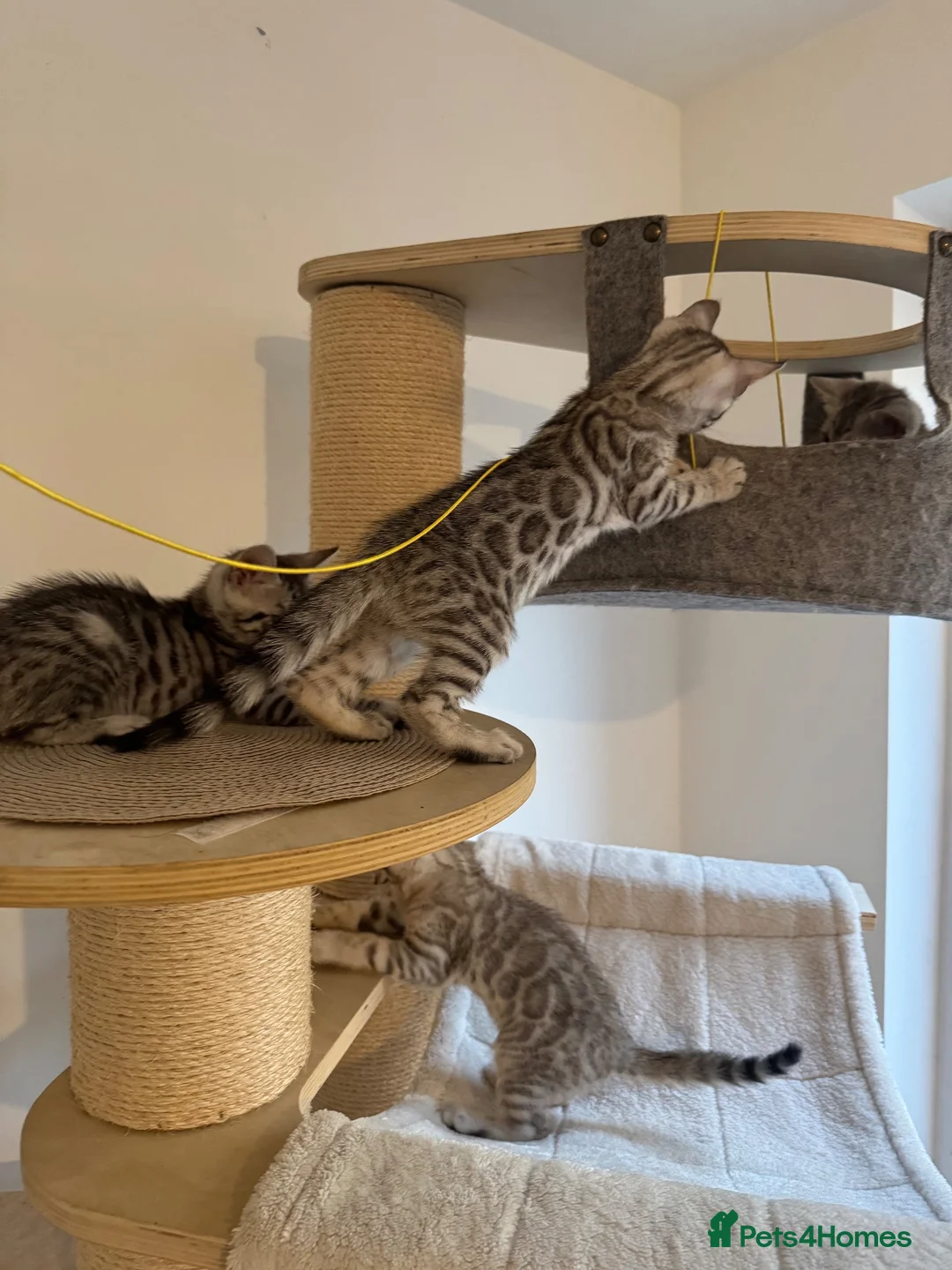 Bengal cats for sale: 🩶 Silver pure bengal kittens 🩶 - Advert 2