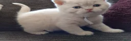 British Shorthair cats for sale: GCCF registered cream and lilac BSH - Advert 18