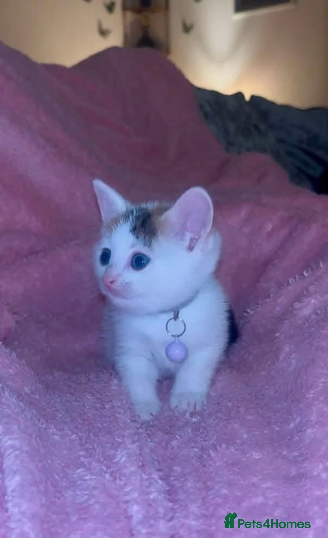 British Shorthair cats for sale: Calico kittens  in Rowlands Gill - Advert 7