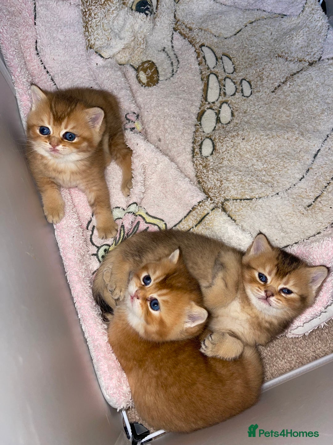 British Shorthair cats for sale: GCCF reg Golden BSH kittens - Advert 2