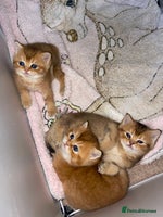 British Shorthair cats GCCF reg Golden BSH kittens - Advert 4