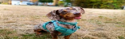 Dachshund dogs for sale: Male neutered dachshund  in Lee-on-the-Solent - Advert 10