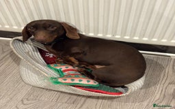 Miniature Dachshund dogs for stud: Mini Dachshund PROVEN LITTERS!  in Woking - Image 7