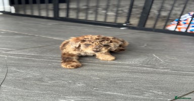 Mixed Breed dogs - Advert 1
