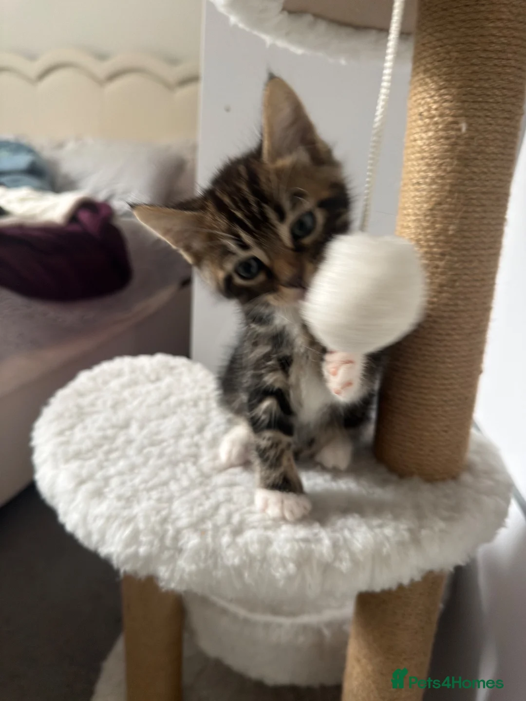 Mixed Breed cats for sale: Beauty Bengal Cross Kittens Looking for Their home - Advert 14