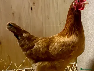 Chickens poultry Point of Lay Chickens - Advert 1