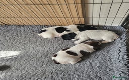 English Springer Spaniel dogs for sale: Two black and white and one liver and white - Image 2