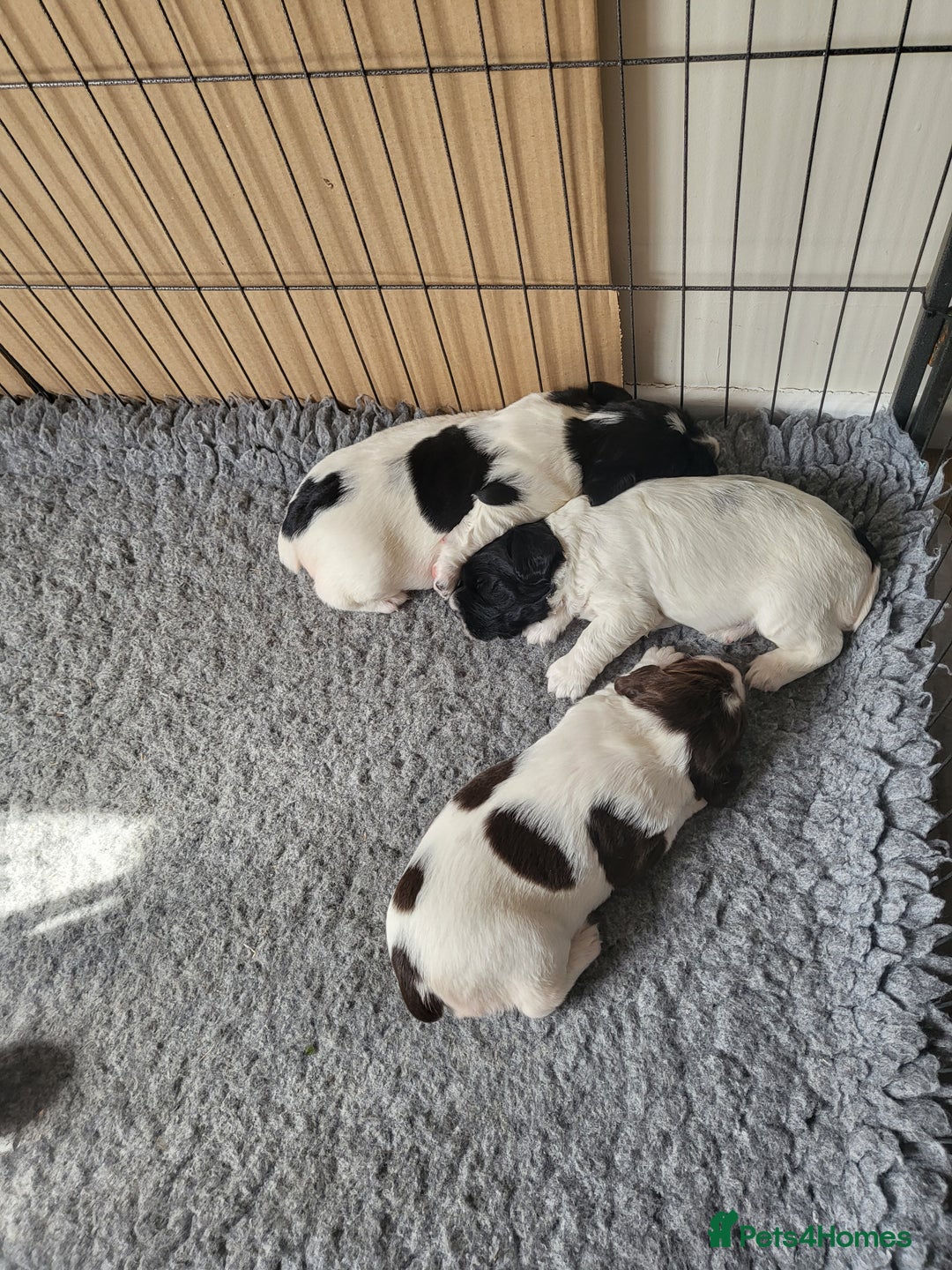 English Springer Spaniel dogs for sale: Two black and white and one liver and white - Image 2