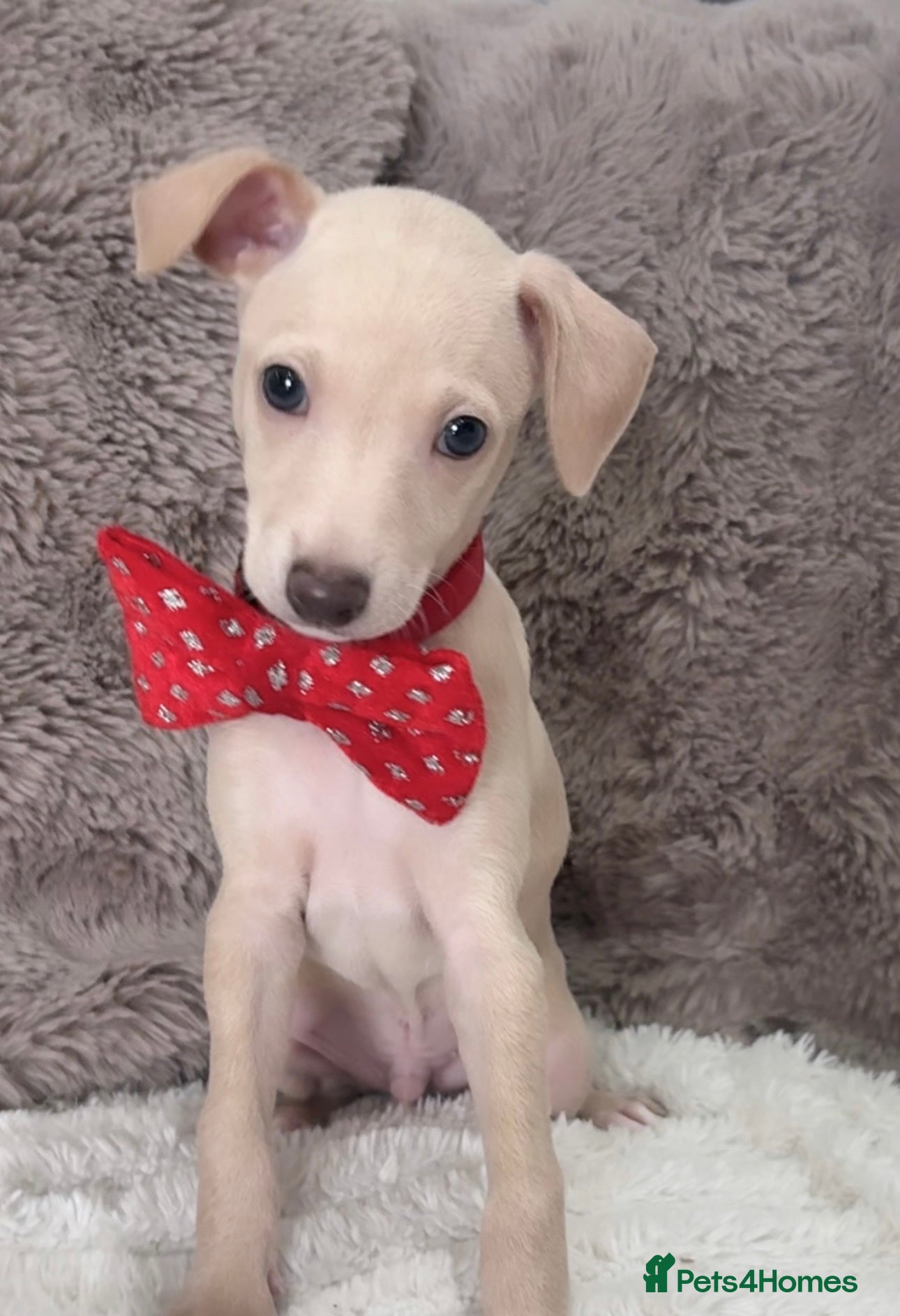 Italian Greyhound dogs Exceptionally Well-Bred Italian Greyhound Puppies - Advert 13