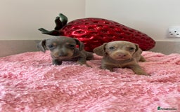 Miniature Dachshund dogs for sale: Stunning Mini Dachshund Puppies - Image 9