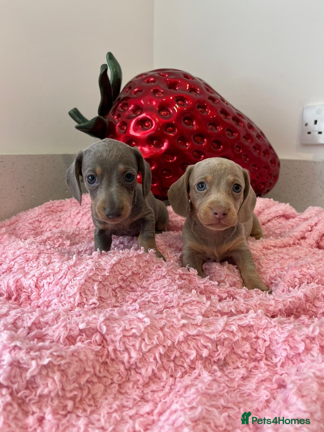 Miniature Dachshund dogs for sale: Stunning Mini Dachshund Puppies - Image 9